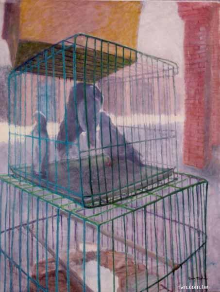 鴿之籠  Pigeons in a Cage