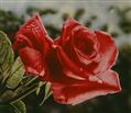 Blossom-4