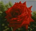 Blossom-6